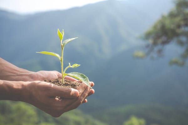 planting trees